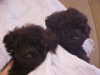 Oh so black tiny Poodles